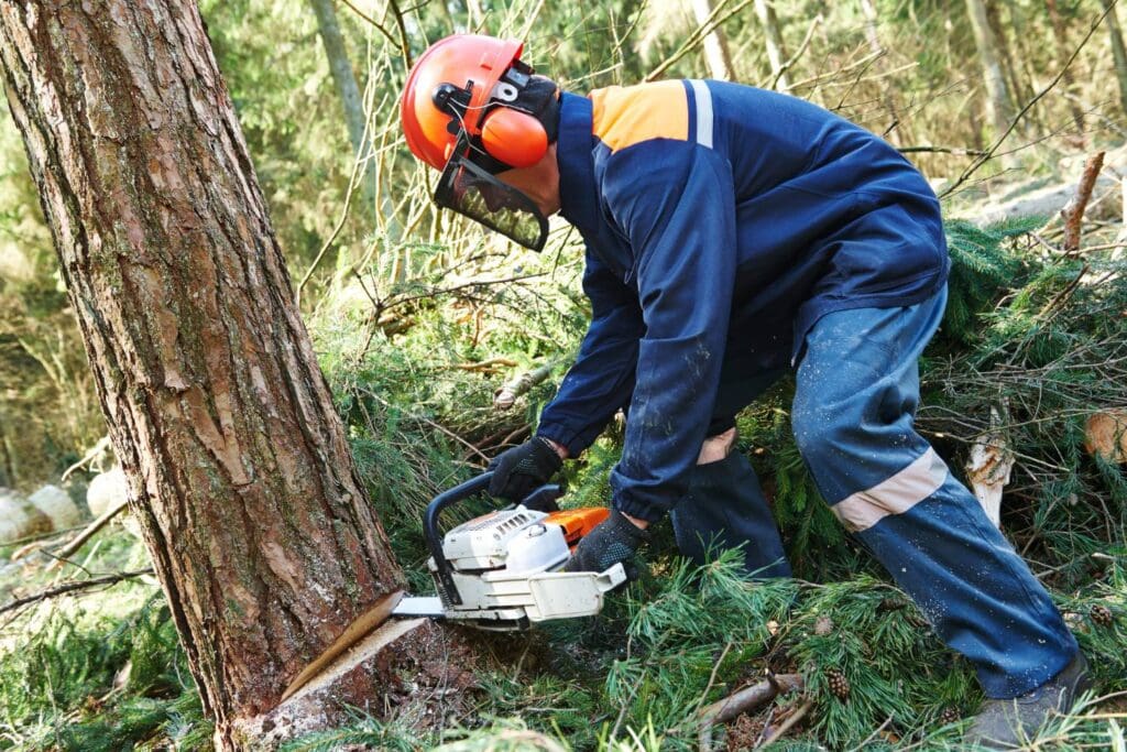 a beginner’s guide to tree cutting equipment