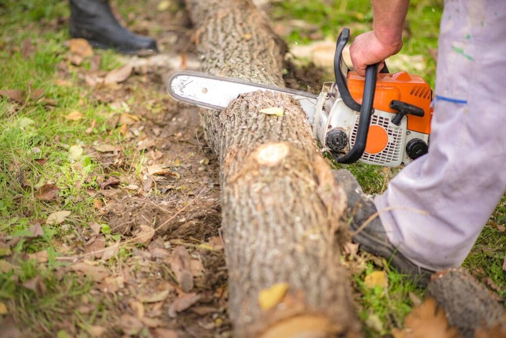 a beginner's guide to tree cutting equipment 2