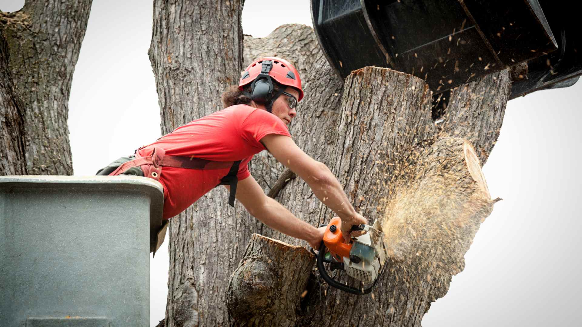 big tree removal melbourne