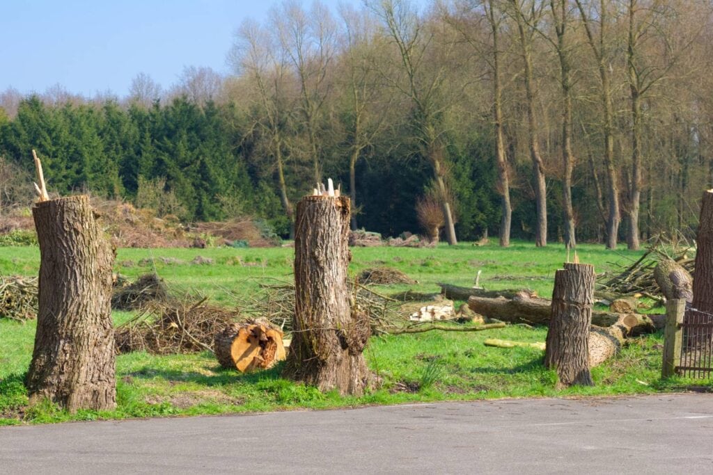 common mistakes to avoid when cutting trees