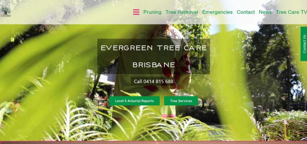 evergreen tree care