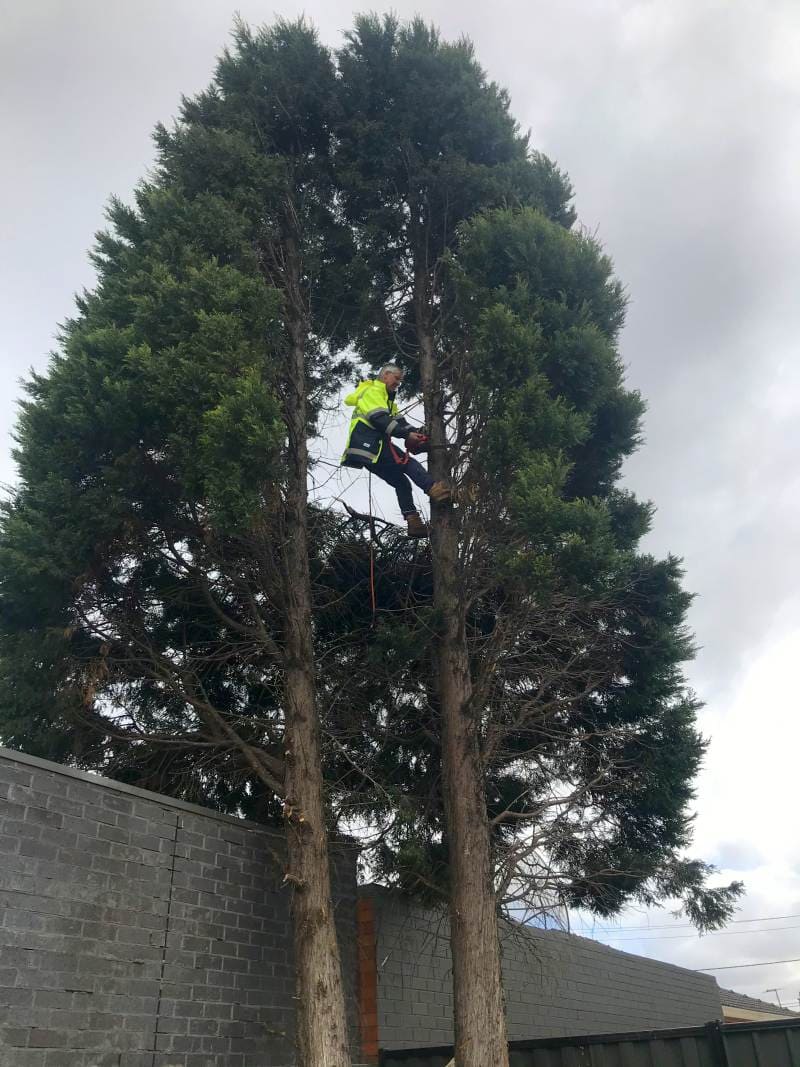 harrys yard tree arborist melbourne victoria 034
