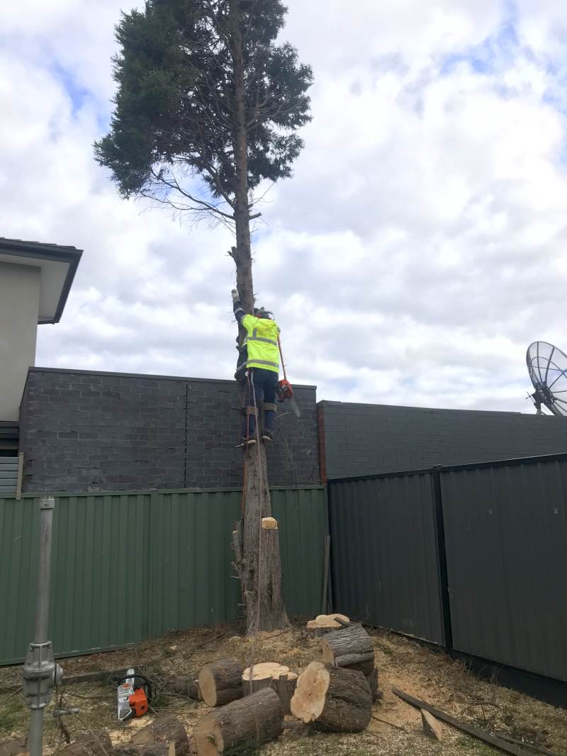 harrys yard tree arborist melbourne victoria 036