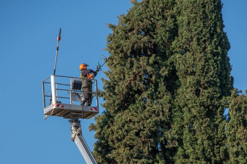 how can commercial tree lopping improve safety on business premises