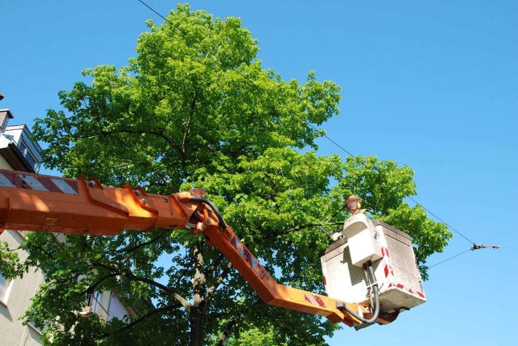 how can residential tree lopping improve property value