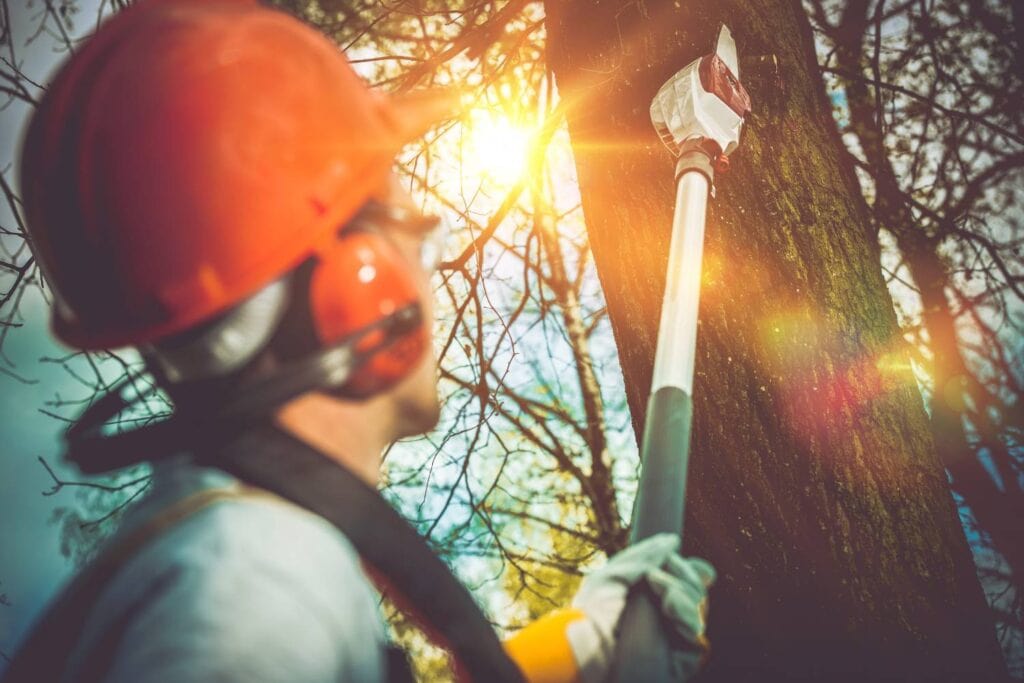 how do you choose the right commercial tree lopping service 1