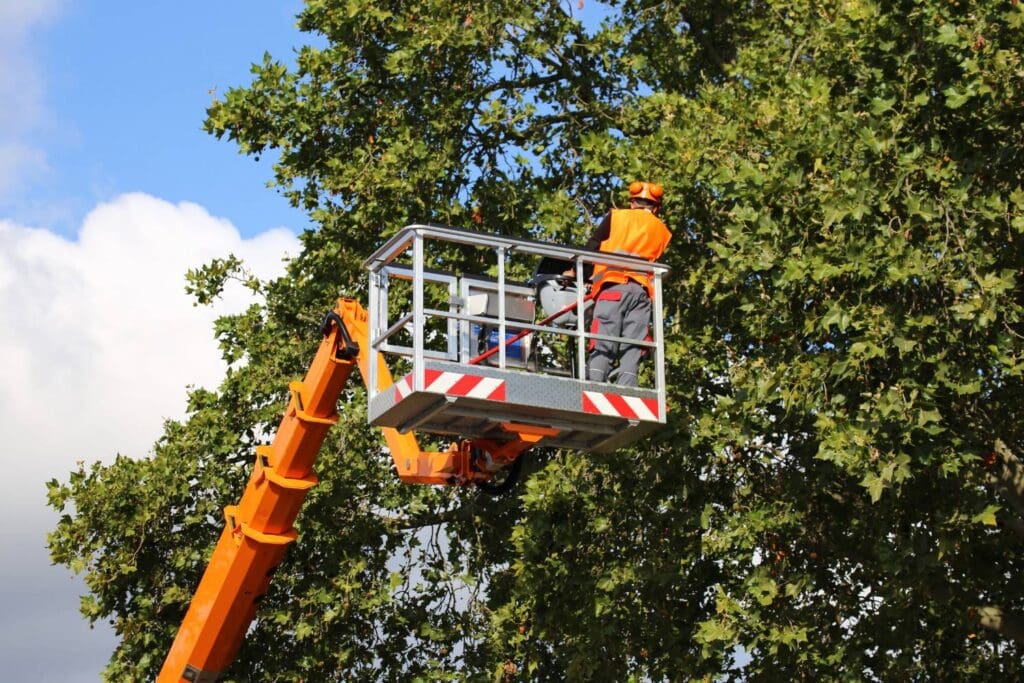 how does residential tree lopping differ from commercial tree lopping 2