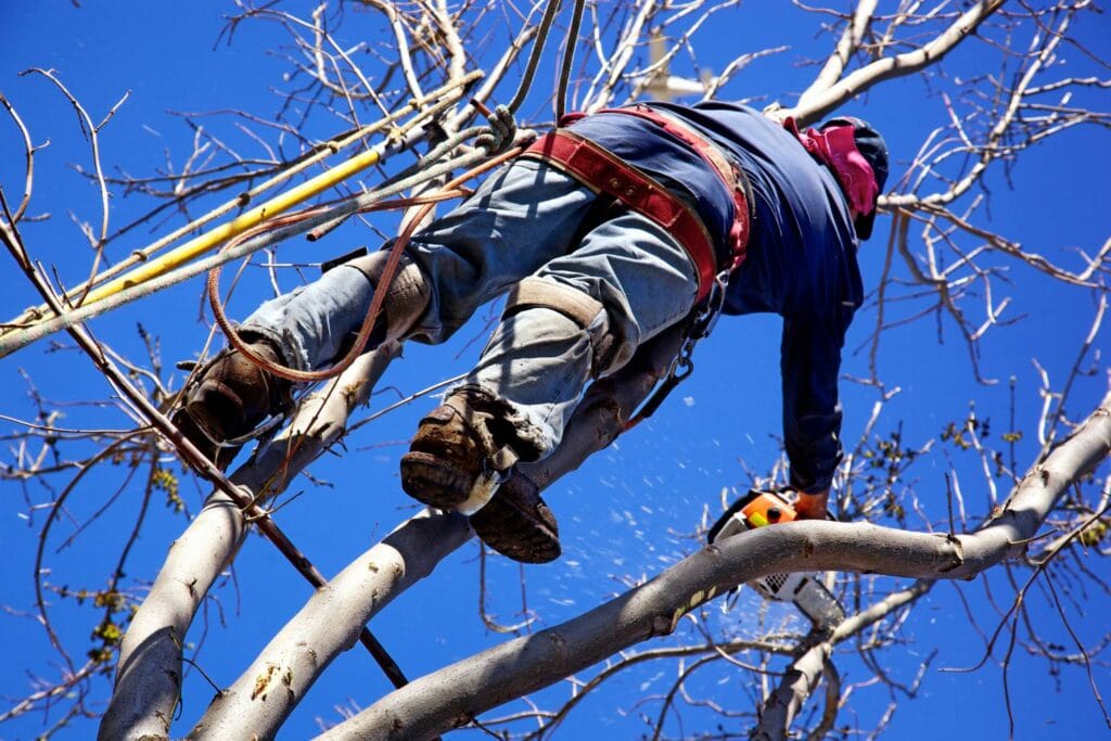 how often should tree lopping be done in residential areas 1