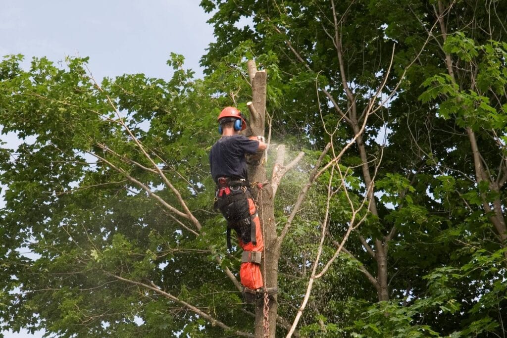 how often should tree lopping be done in residential areas