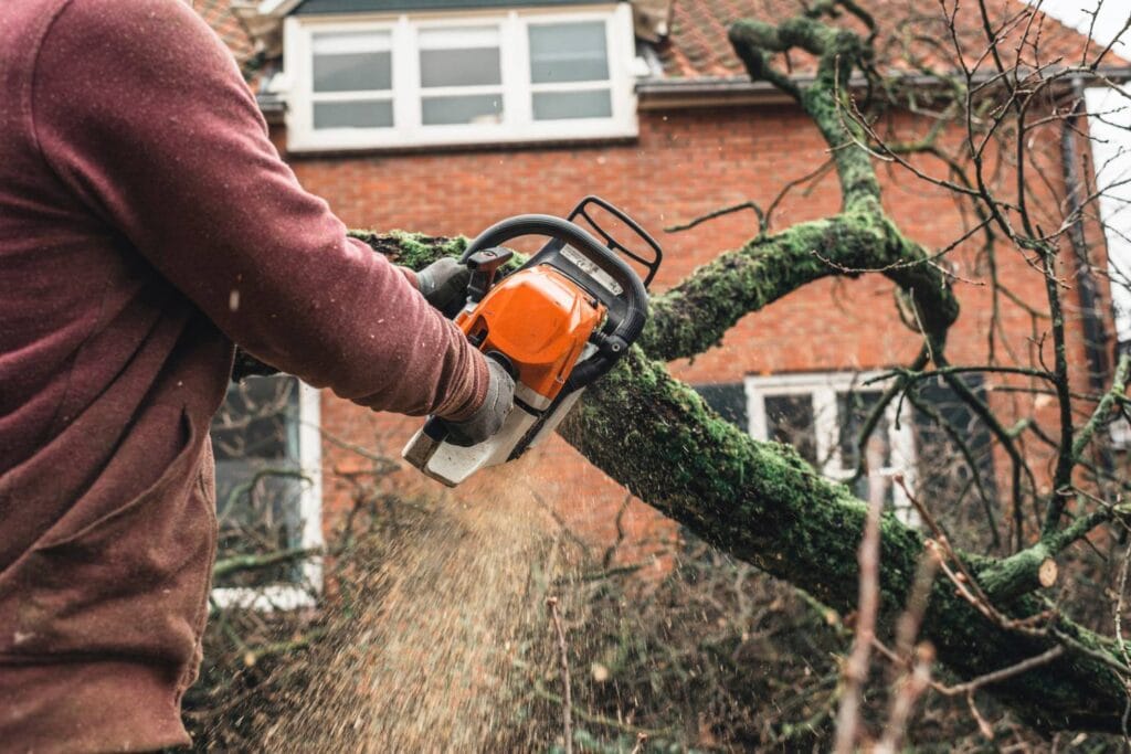 how to choose the right tree cutting service 1