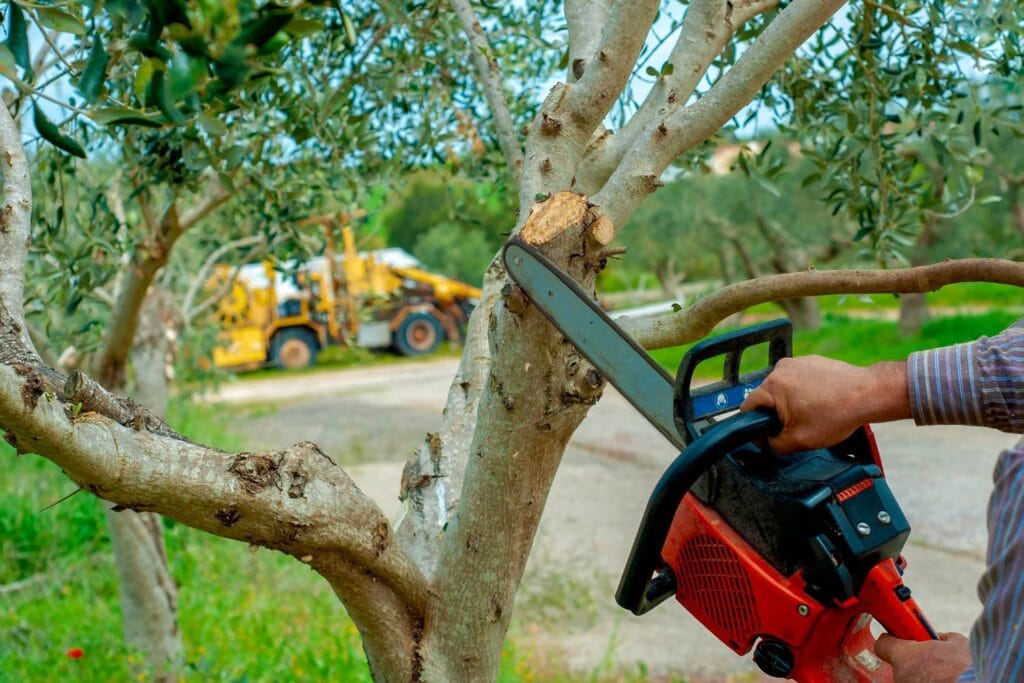 how to choose the right tree cutting service 2