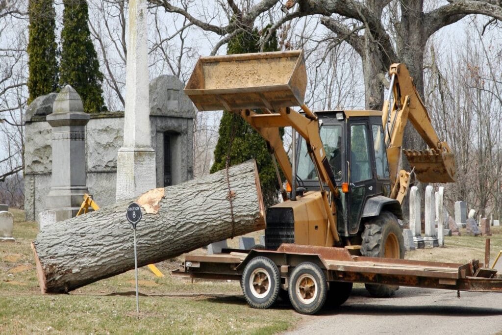 how to safely remove large trees from your property