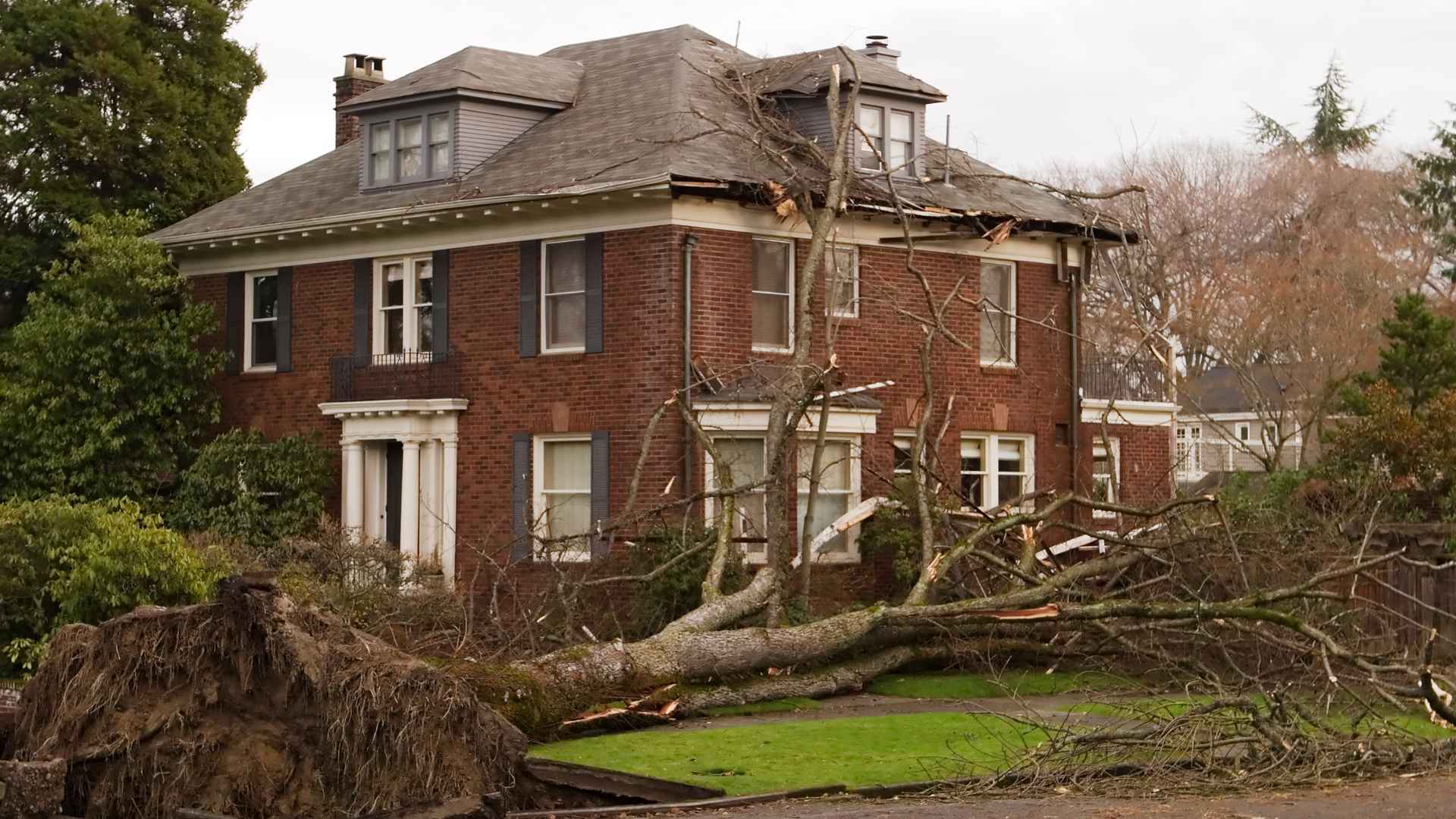 how trees can threaten your home's foundation