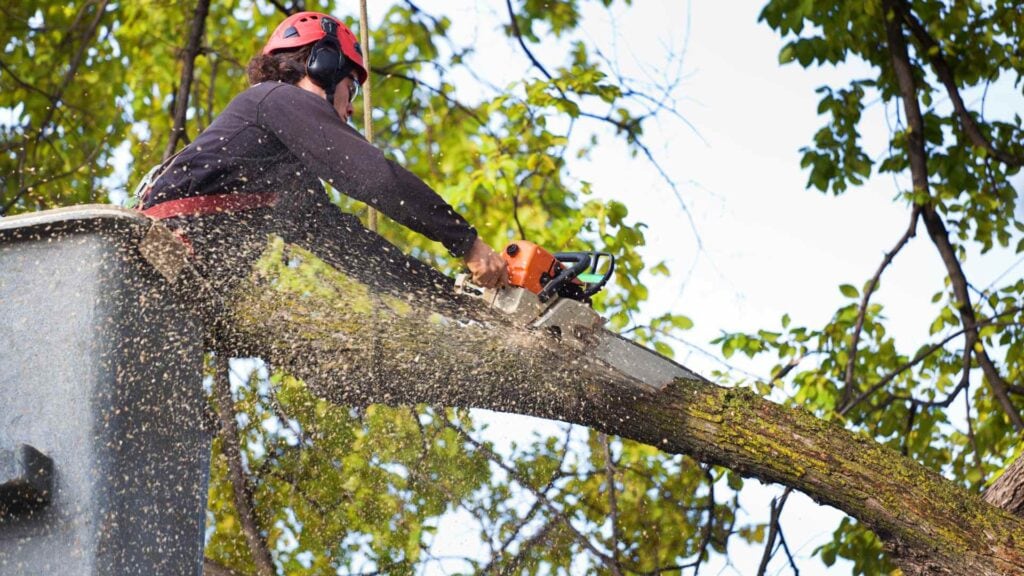 melbourne big tree removal