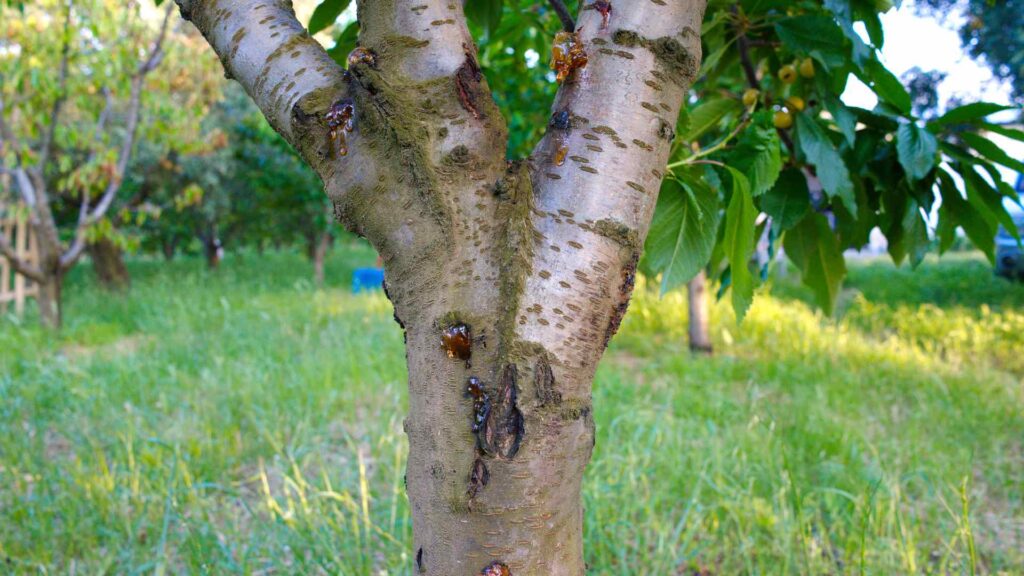 melbourne common tree diseases