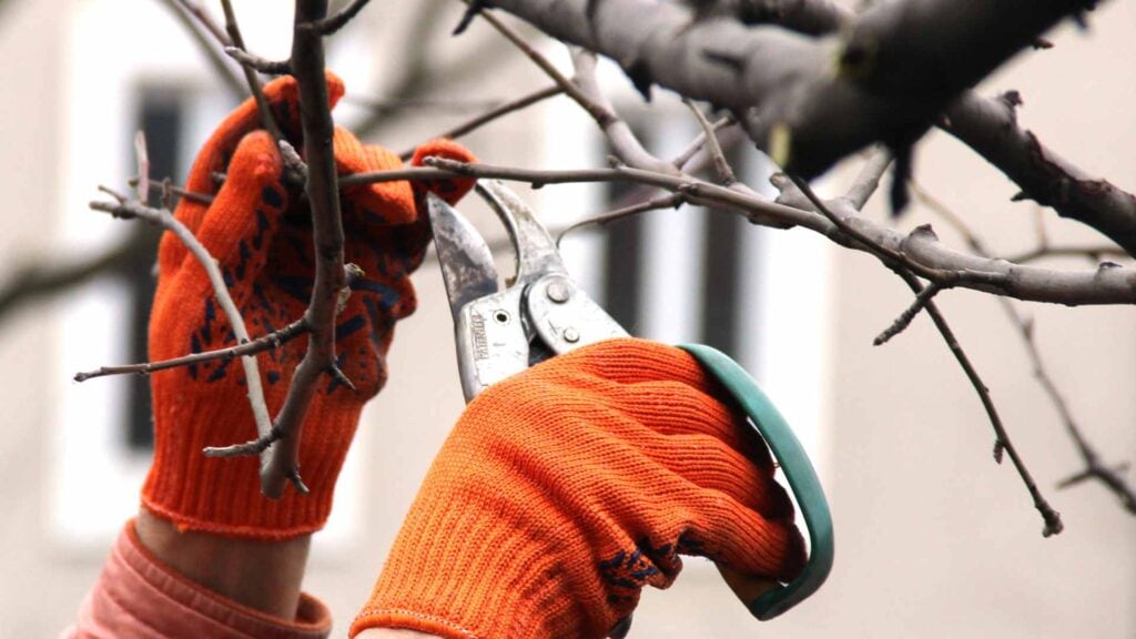 melbourne pruning trees