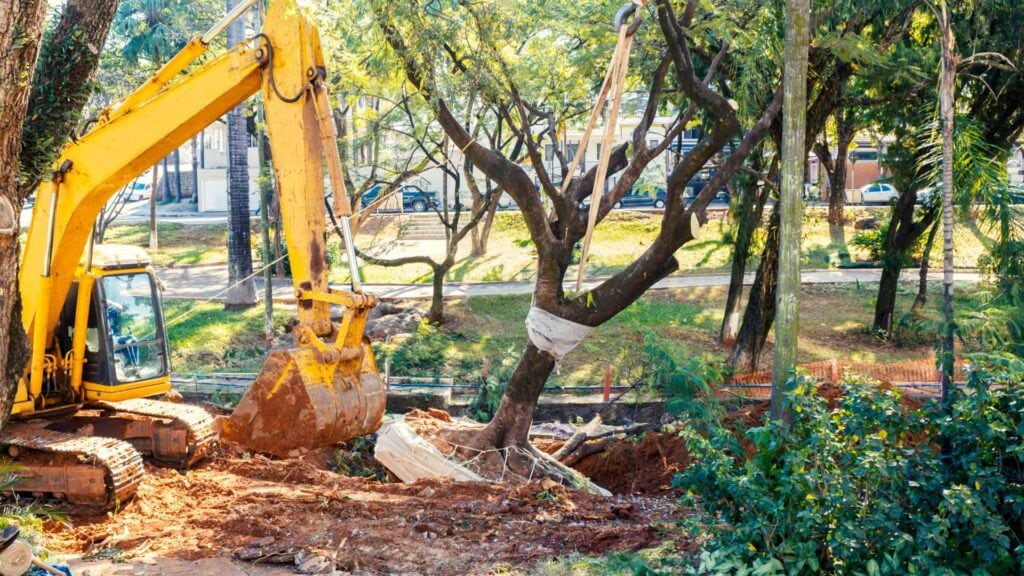 melbourne repair your lawn after tree removal
