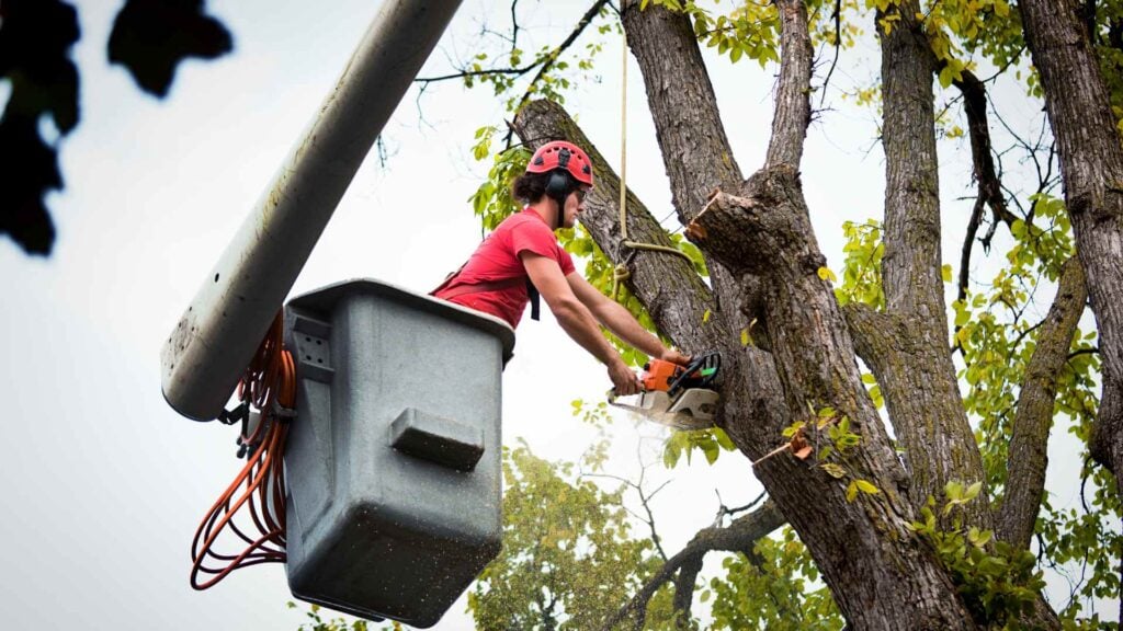 melbourne tree pruning mistakes to avoid