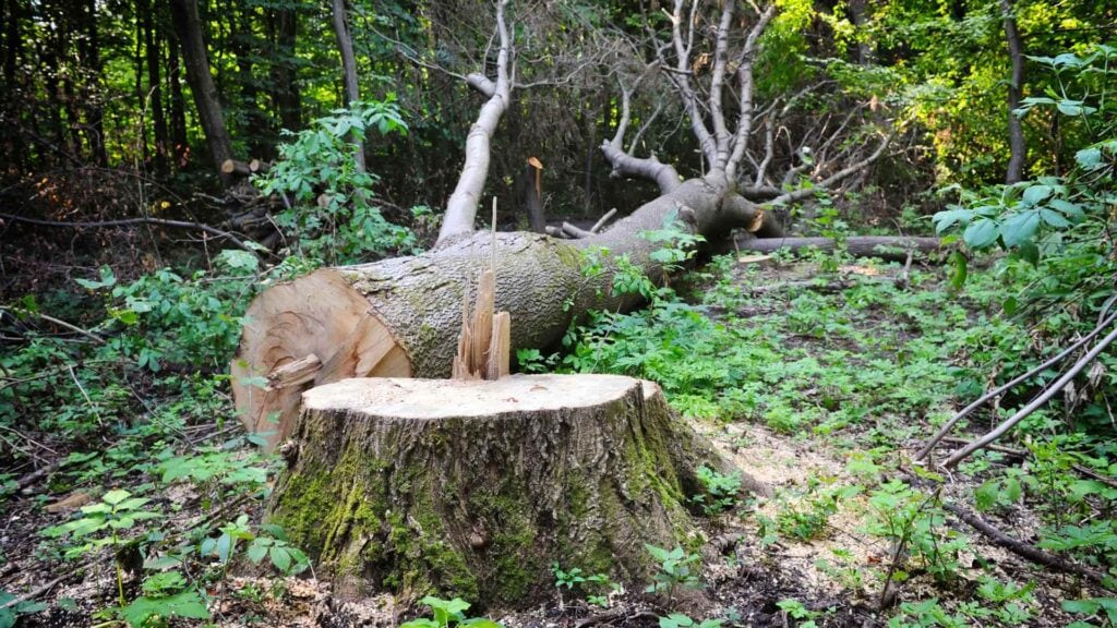 melbourne tree stump