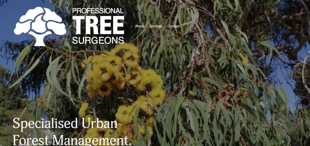 professional tree surgeons