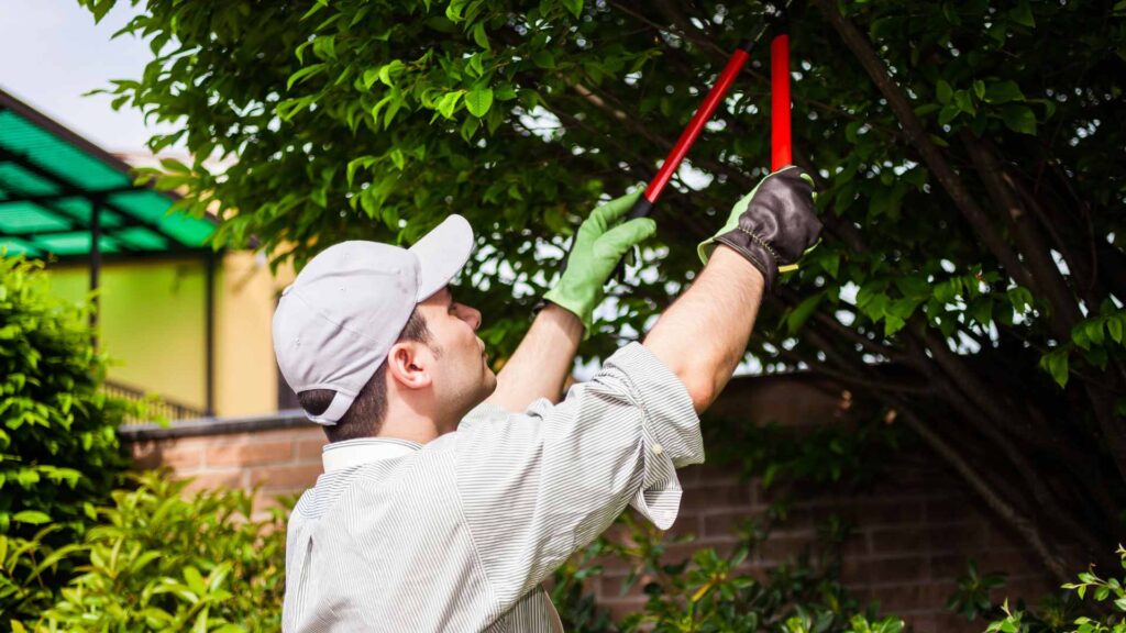 pruning trees melbourne