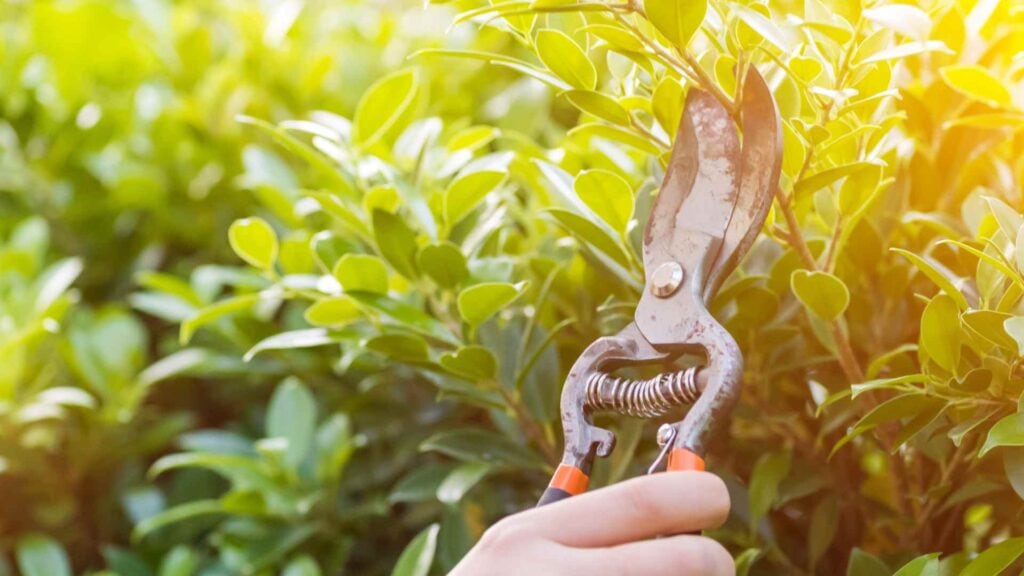 pruning tress melbourne
