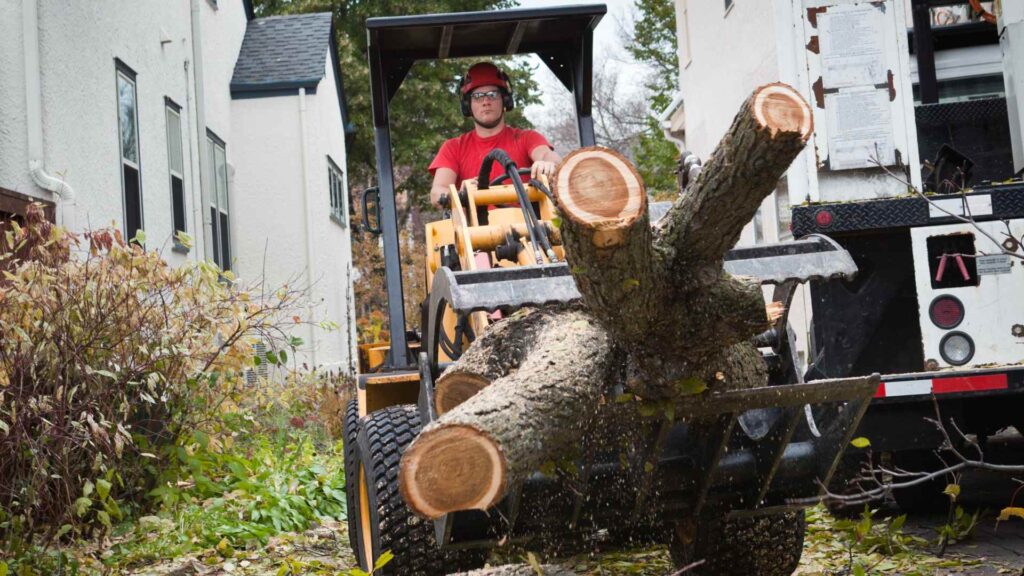 repair your lawn after tree removal melbourne