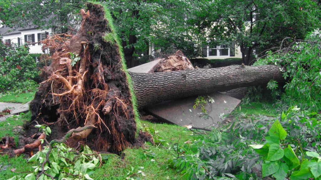 storm damages your tree