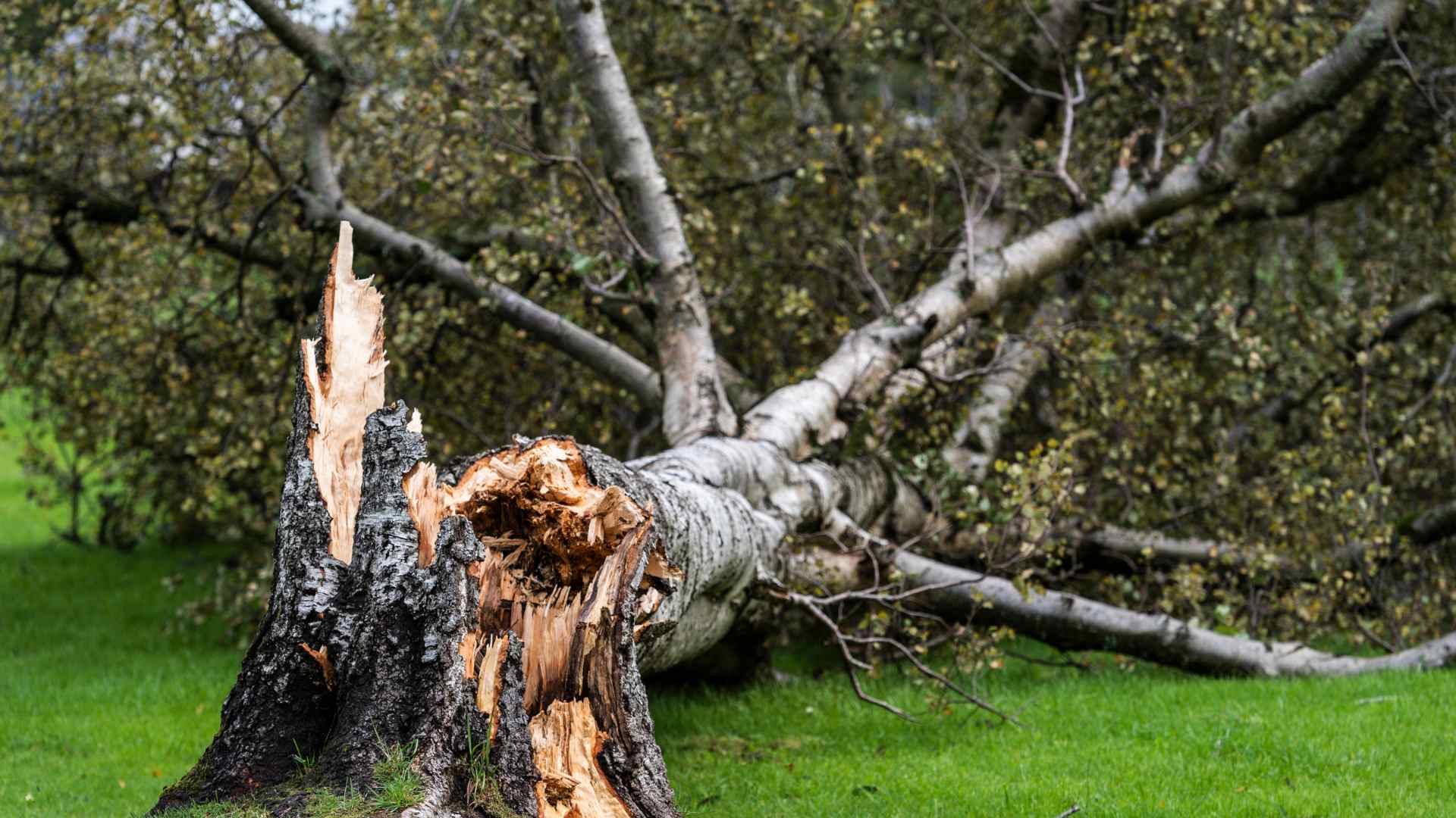 storm damages your tree melbourne