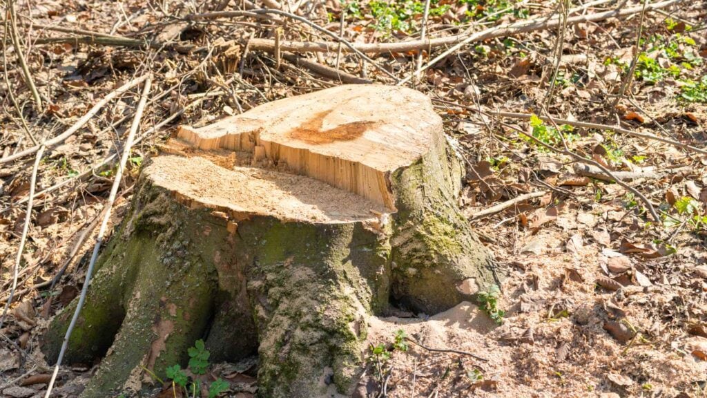 stump grinding vs stump removal – what is best for you