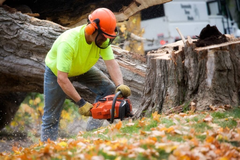 the ultimate guide to tree cutting techniques 1