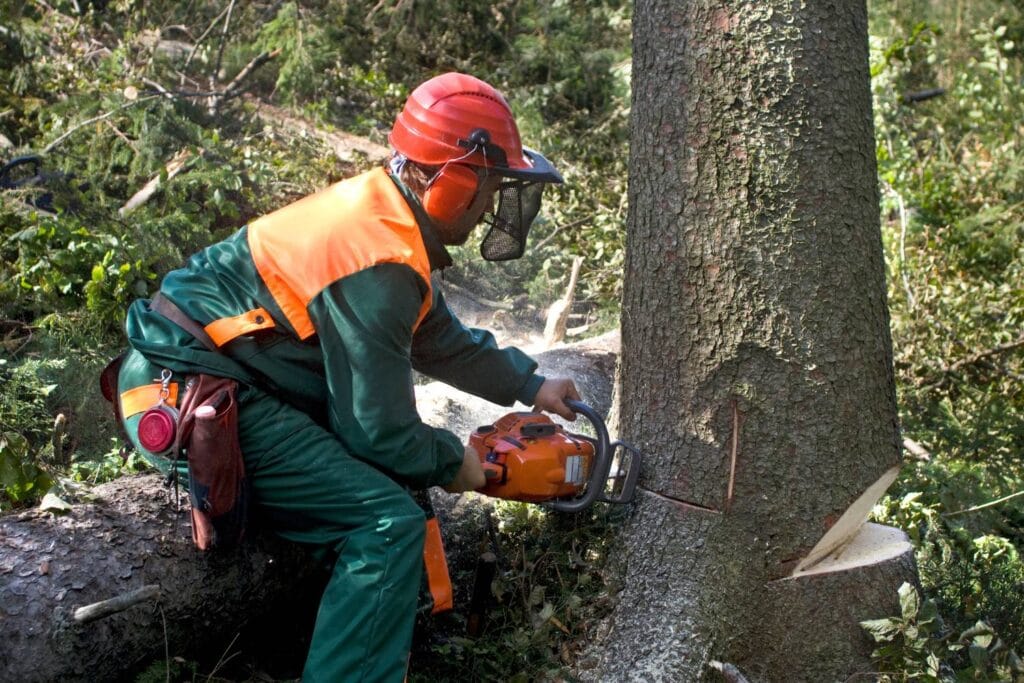 the ultimate guide to tree cutting techniques 2