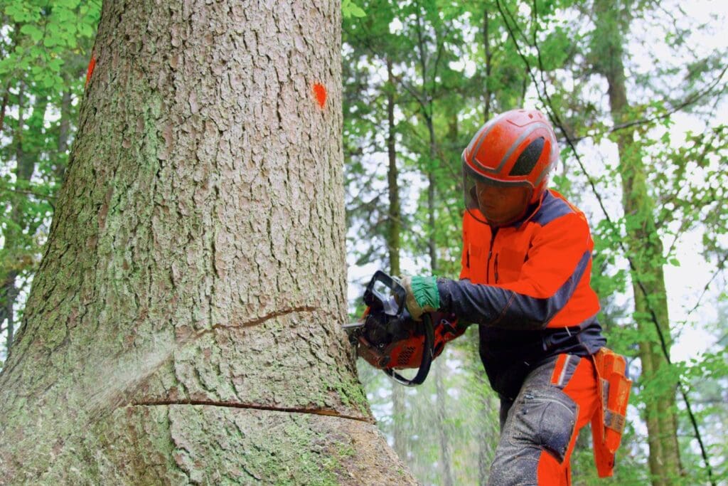 tree cutting safety tips for beginners 1