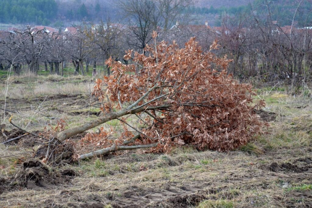 tree cutting for fire prevention 2