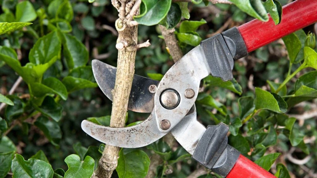 tree pruning mistakes to avoid
