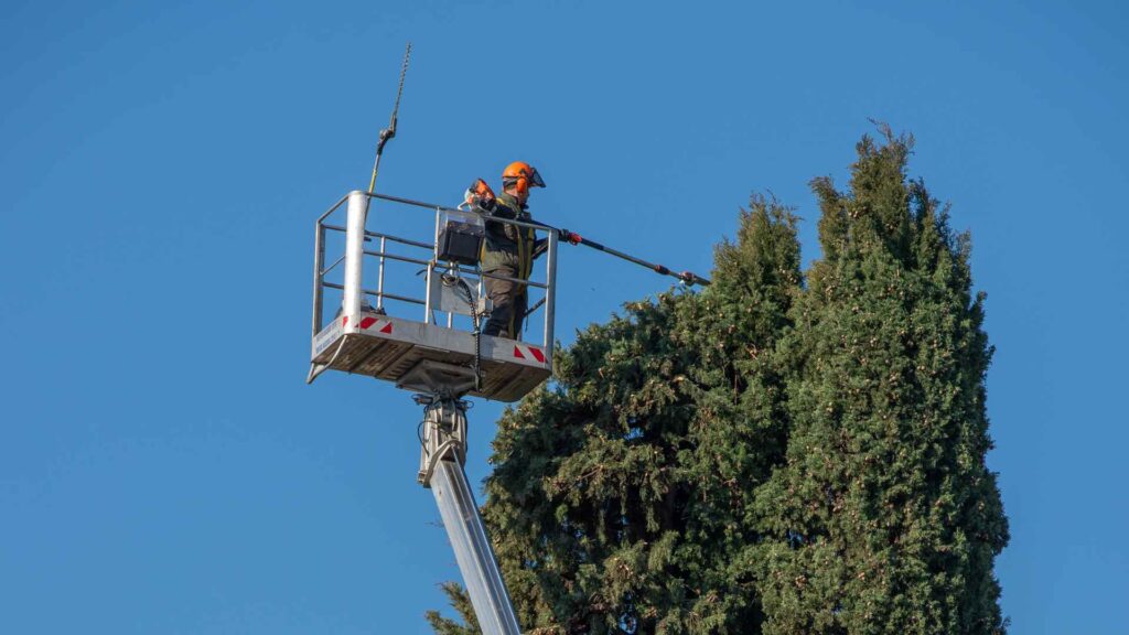tree pruning mistakes to avoid melbourne