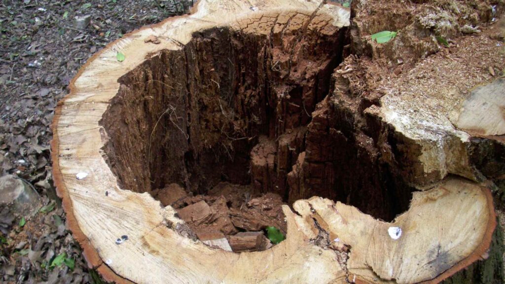 tree stump rot