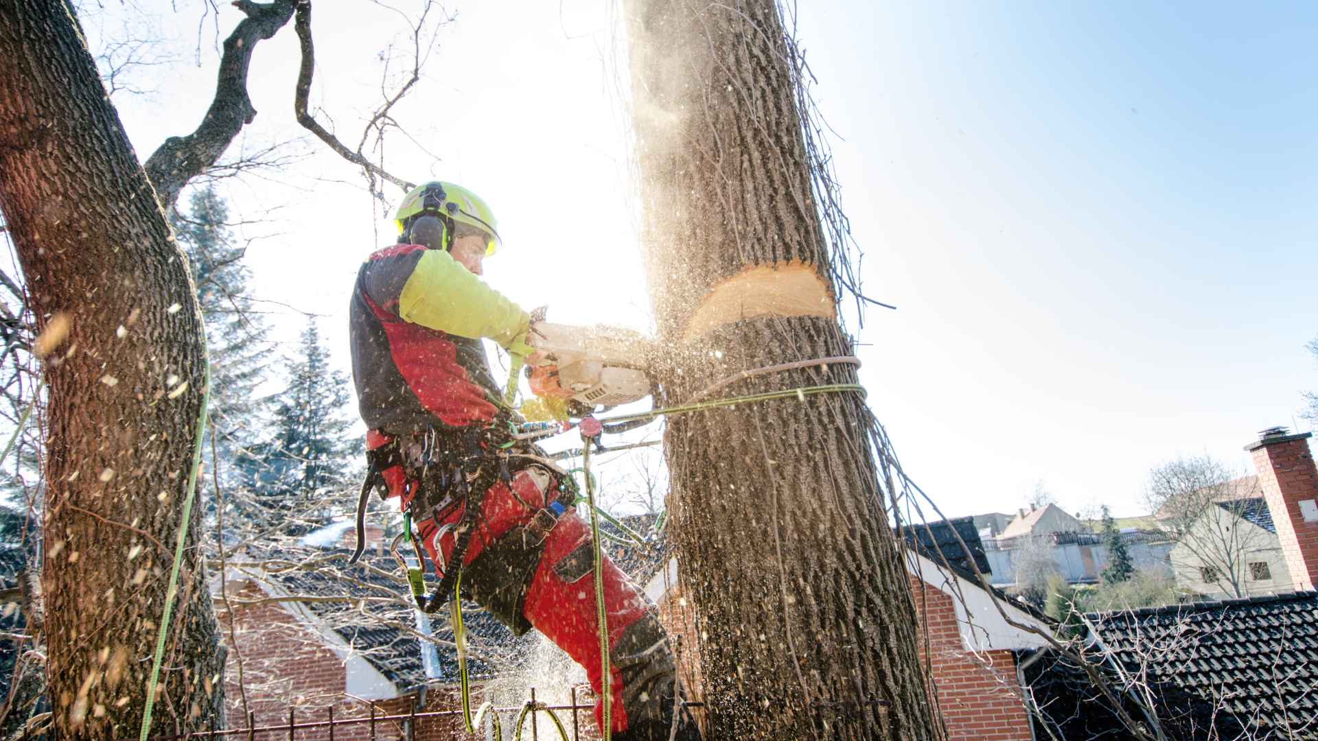 tree maintenance in melbourne (2)