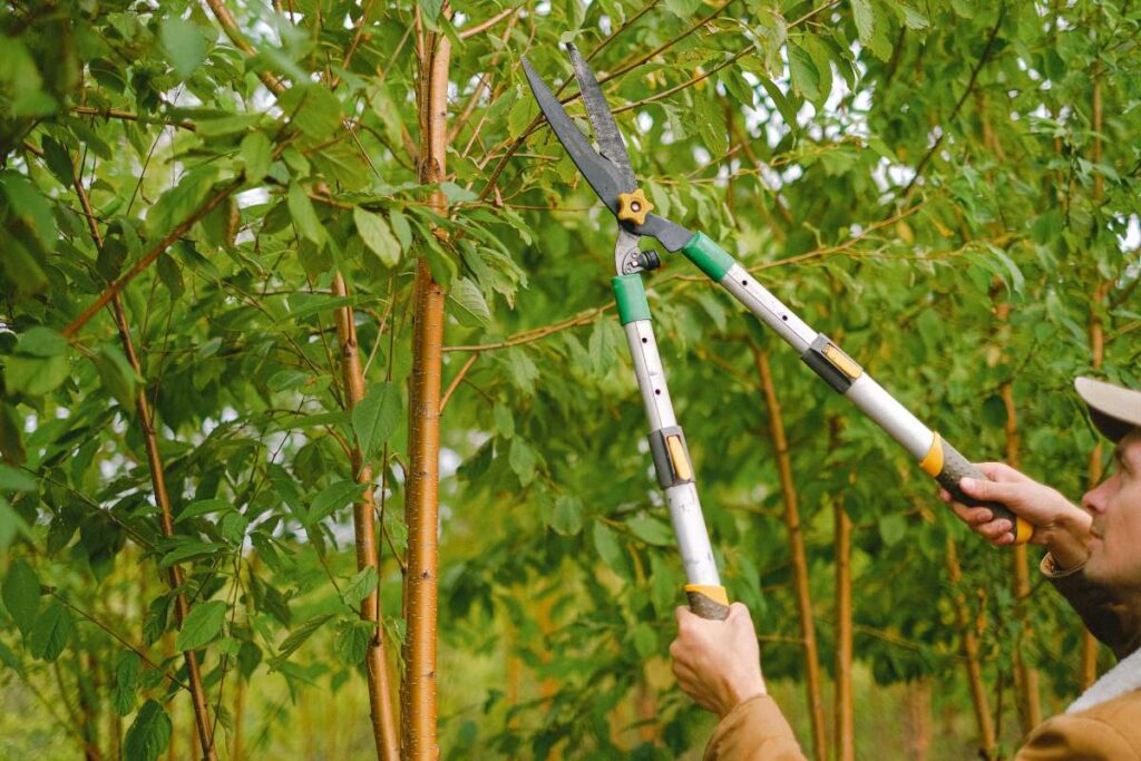 what are the proper pruning methods