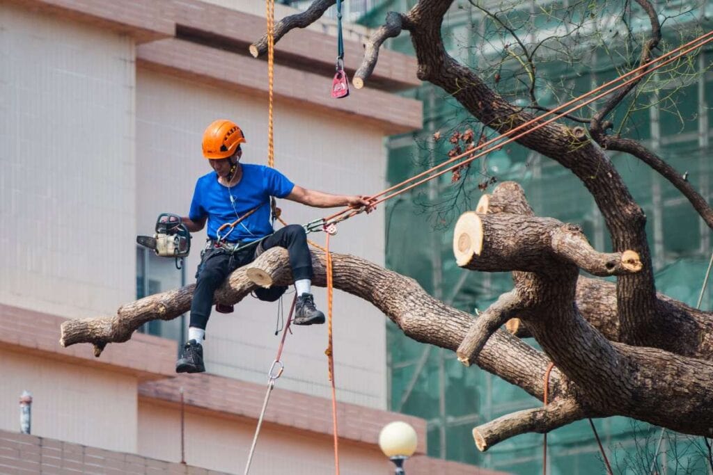 what are tree services (3)