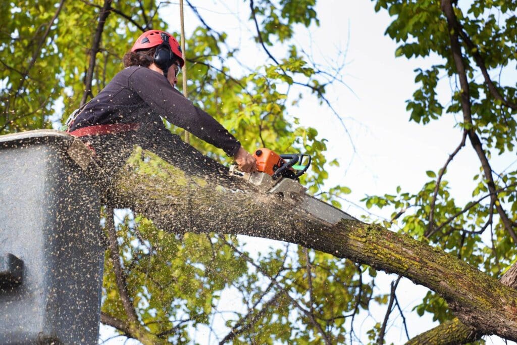 what are the key benefits of commercial tree lopping 1