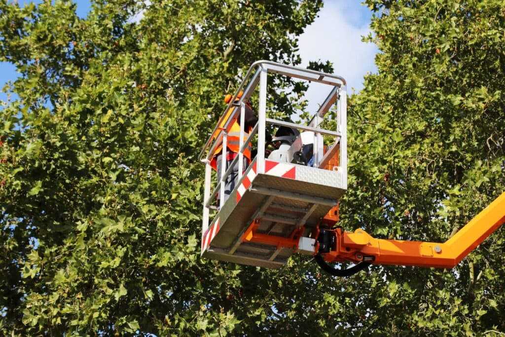 what are the signs that your commercial trees need lopping