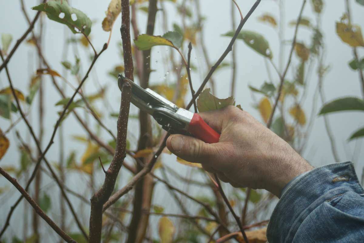 what is tree pruning (2)