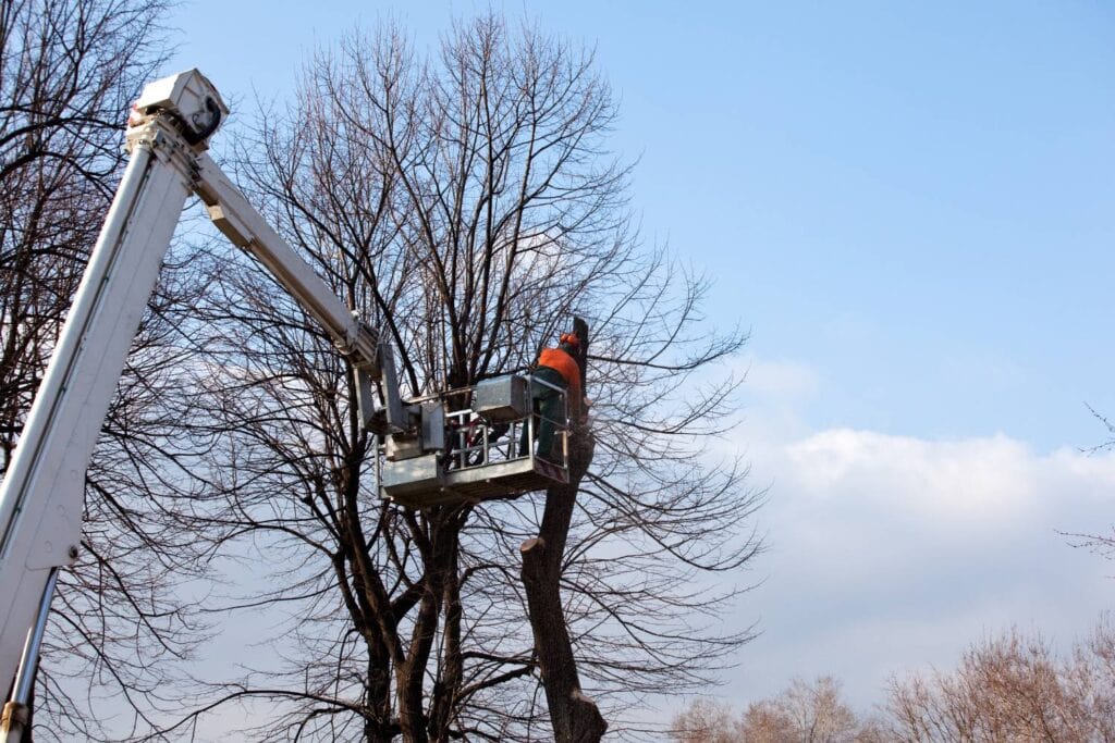 what is the best season for residential tree lopping