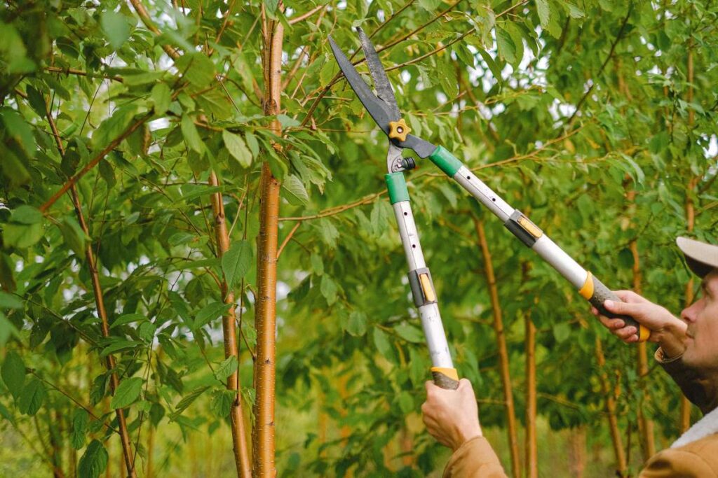 what is the difference between tree pruning and tree trimming3