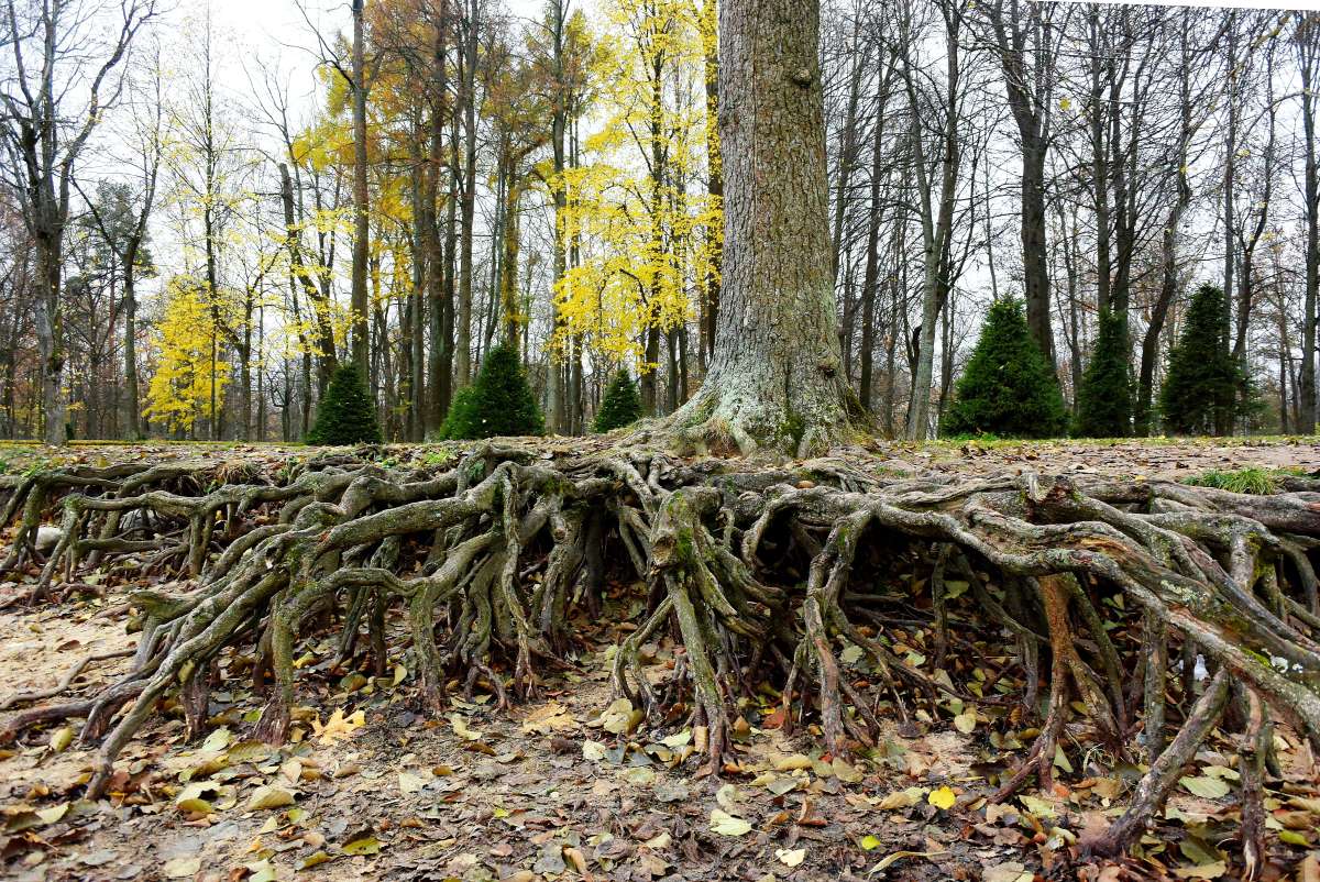 what kills tree roots quickly