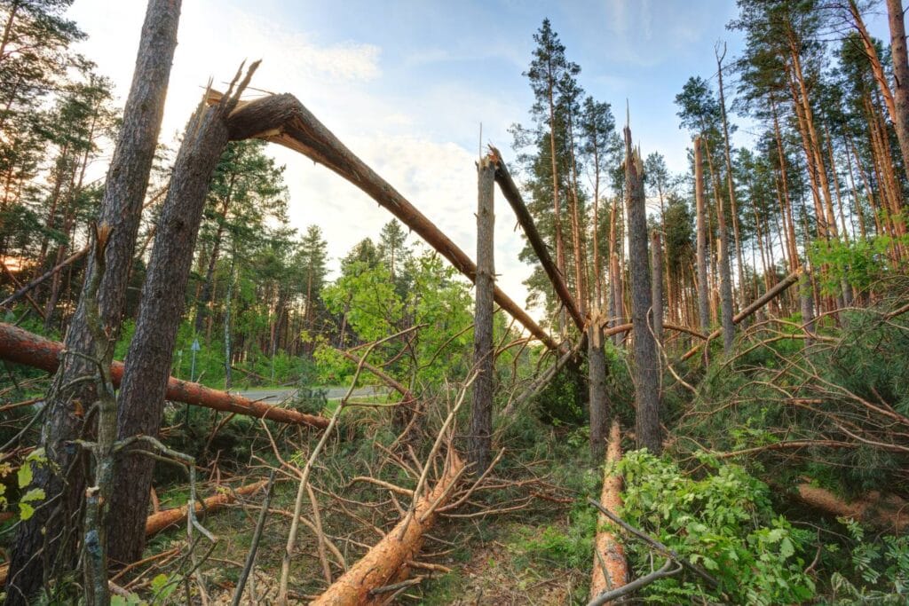 what should you do after a storm causes tree damage 1