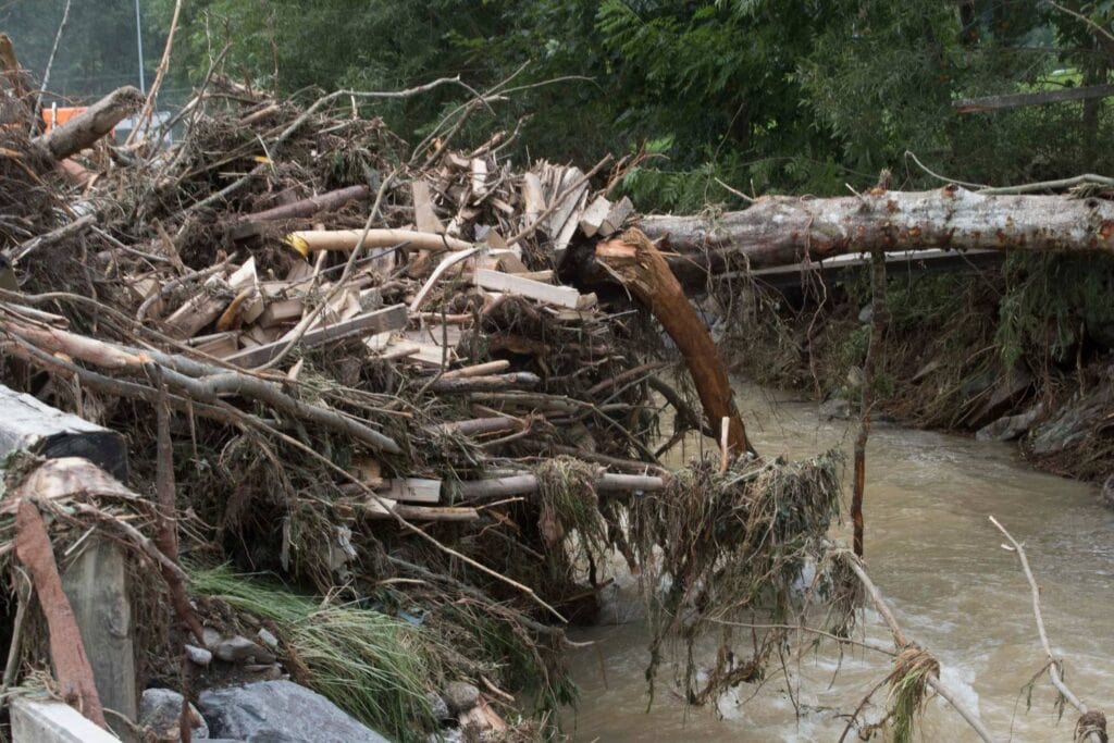 what should you do after a storm causes tree damage