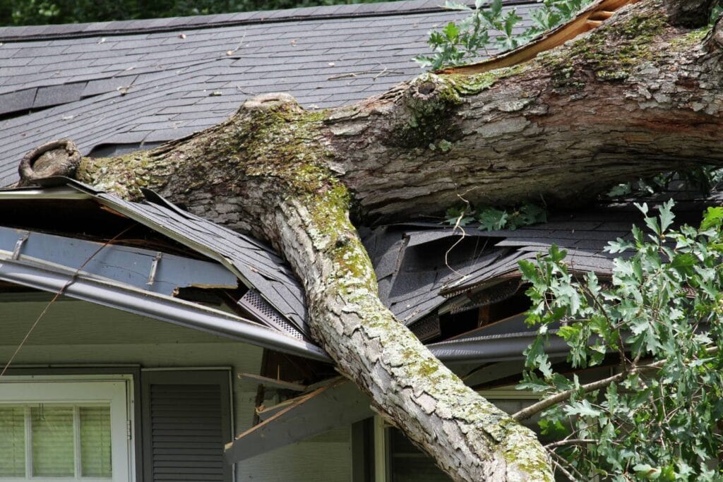 what should you do after a storm causes tree damage 2