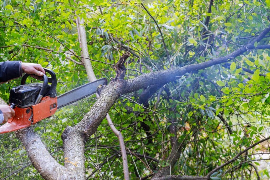 what should you look for in a commercial tree lopping service